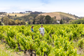 Hugo Wines