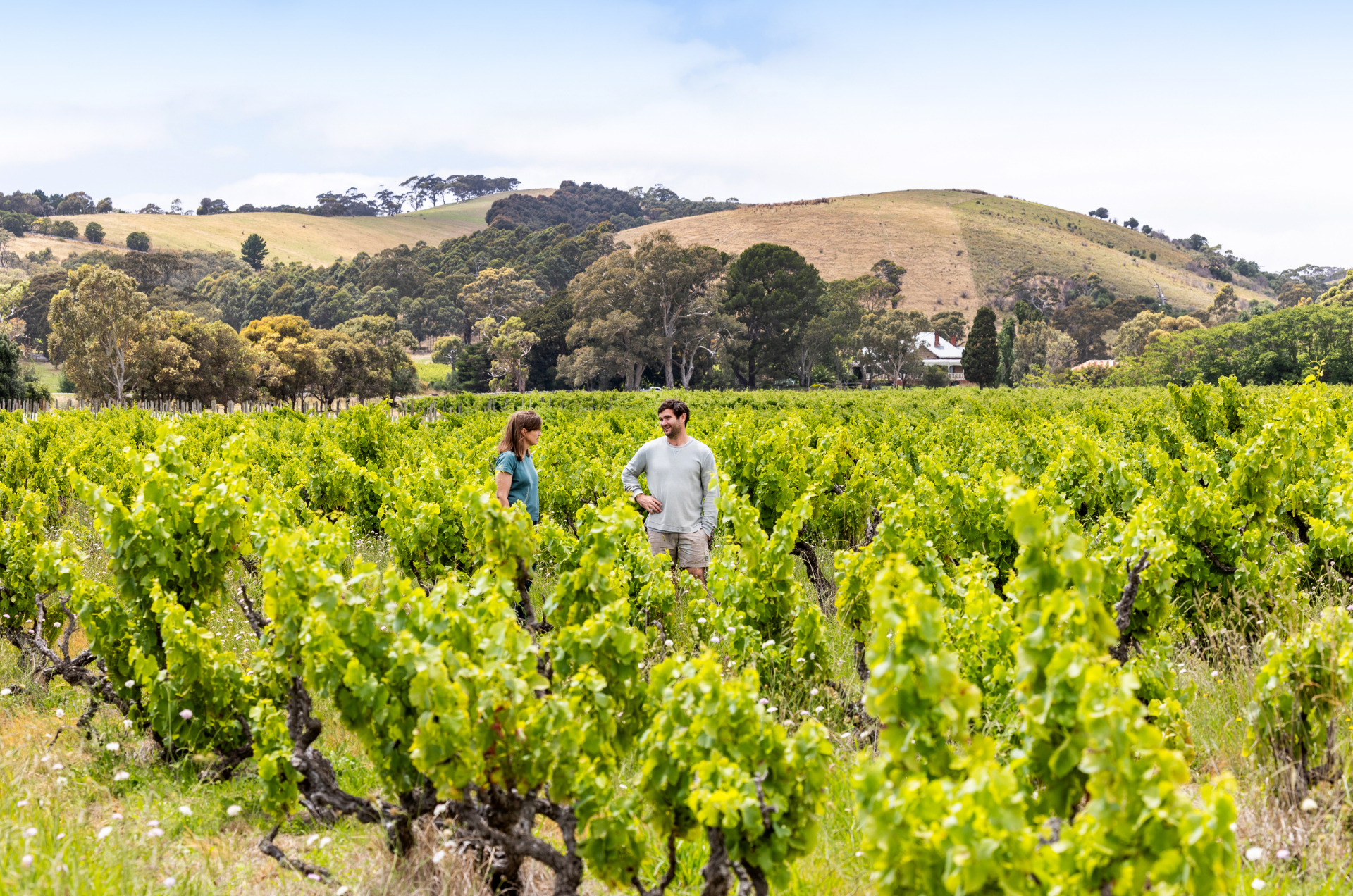 Hugo Wines
