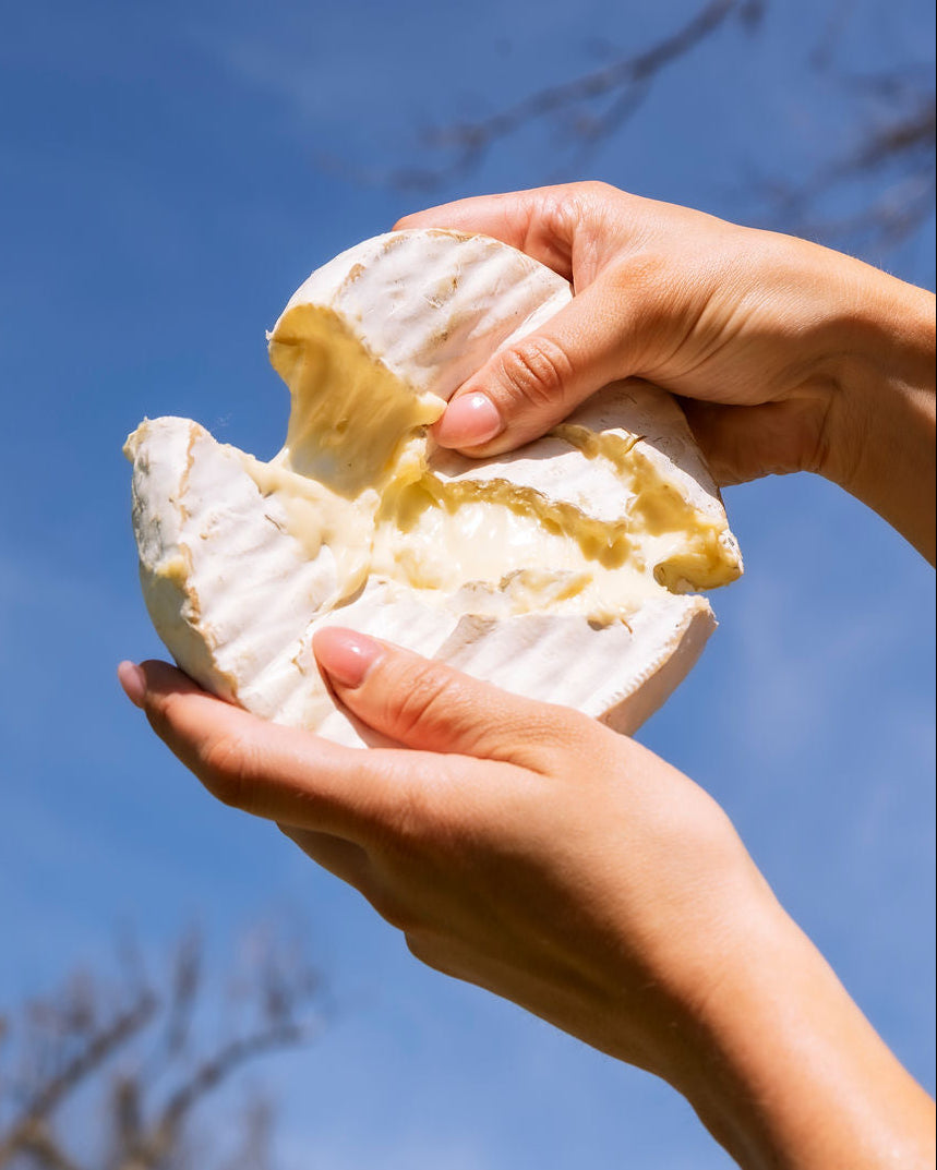 Person holding and tearing a gooey camembert cheese