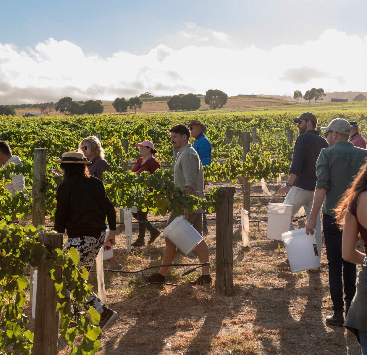 Woodstock Wines